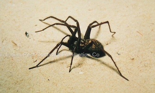 Indian Pest Control & Fumigation Co. - Pest Control in Kalu Sarai, Delhi