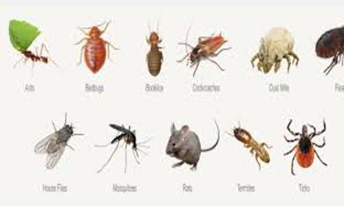 Kiran Pest Control Services - Pest Control in Srinagar, Bangalore