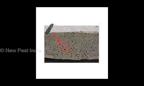 New Pest India - Pest Control in Pitampura, Delhi