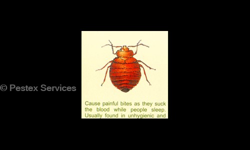 Pestex Services - Pest Control in Yeshwanthpur, Bangalore