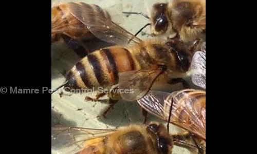 Mamre Pest Control Services - Pest Control in Indira Nagar, Bangalore