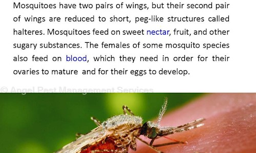 Angel Pest Management Pvt. Ltd. - Pest Control in Naranpura, Ahmedabad