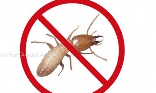 Pest Control Agency - Pest Control in Sector 76, Faridabad