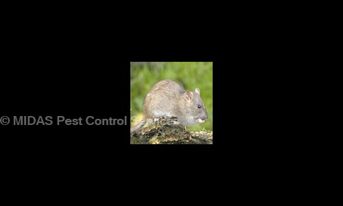 MIDAS Pest Control Services - Pest Control in Gorwa, Vadodara