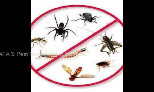 A S Pest Management Services - Pest Control in Sukhrali, Gurgaon