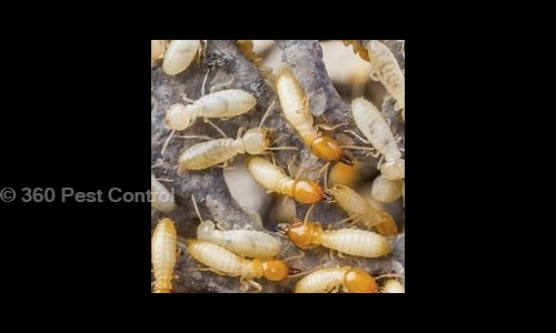 360 Pest Control - Pest Control in Civil Lines, Delhi