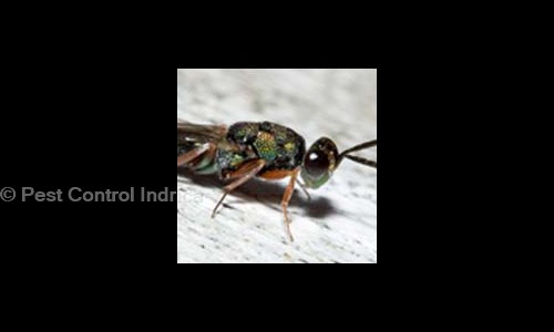 Pest Control Indrica - Pest Control in Bhiwandi, Mumbai