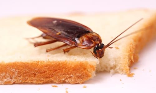 Mumbai Pest Control - Pest Control in Diva East, Mumbai