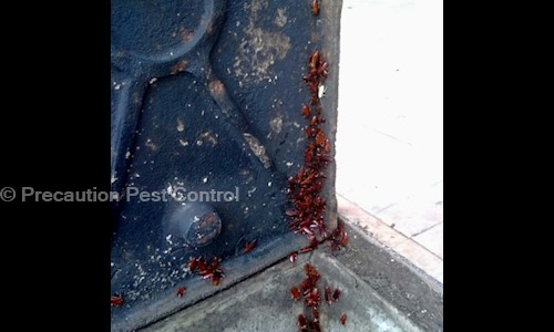 Precaution Pest Control - Pest Control in Mahim West, Mumbai