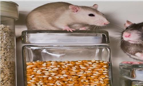 Standard Pest Control - Pest Control in Malleshwaram, Bangalore