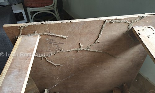 India Pest Control - Pest Control in Meghani Nagar, Ahmedabad