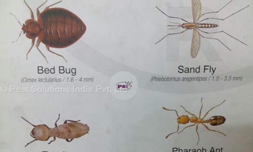 Pest Solutions India Pvt. Ltd. - Pest Control in Malviya Nagar, Bhopal