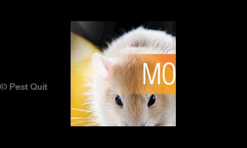Pest Quit - Pest Control in Banaswadi, Bangalore