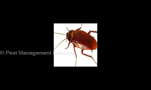 Pest Management Solutions - Pest Control in K K Pudur, Coimbatore