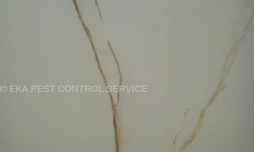 Eka Pest Control Service - Pest Control in Jawahar Nagar, Jaipur