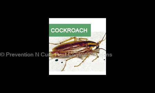 PNC Pest Control - Pest Control in Palam Vihar, Gurgaon