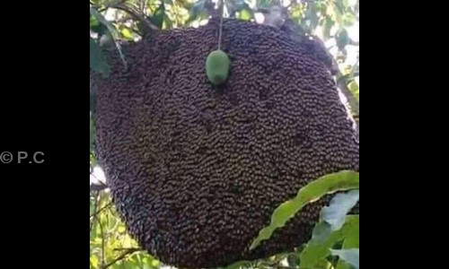 P.C.S Facility Management Service - Pest Control in Jayanagar, Bangalore
