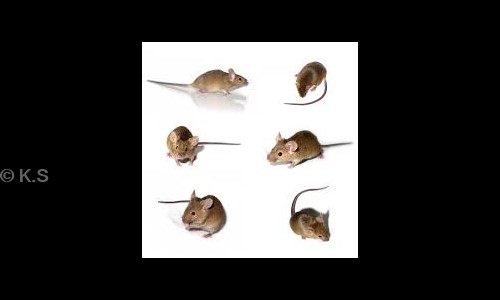 K.S. Pest Solutions - Pest Control in Sector 13, Gurgaon
