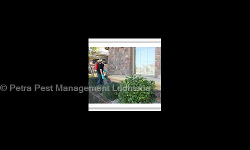 Petra Pest Management Ludhiana - Pest Control in Model Town, Ludhiana