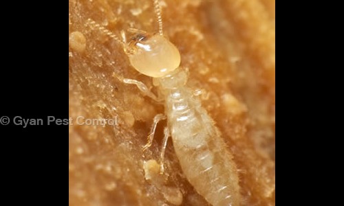 Gyan Pest Control - Pest Control in Sangam Vihar, Delhi