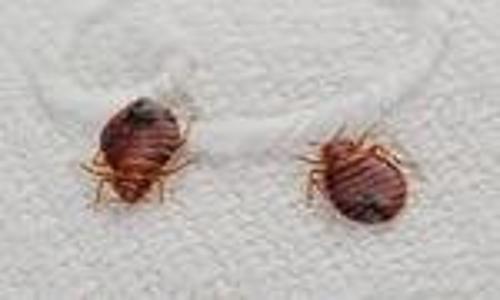 City Care Pest Control - Pest Control in Sector 5, Noida