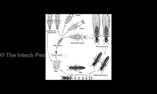 The Intech Pest Control - Pest Control in Hari Nagar, Delhi