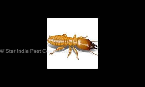 Star India Pest Control Services - Pest Control in Kalyan East, Mumbai