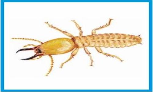 City Pest Control - Pest Control in Mumbai Central, Mumbai