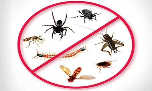 MMS Pest Control - Pest Control in Tavarekere, Bangalore