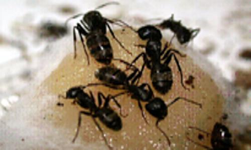 Euro Enterprises - Pest Control in Jadavpur, Kolkata