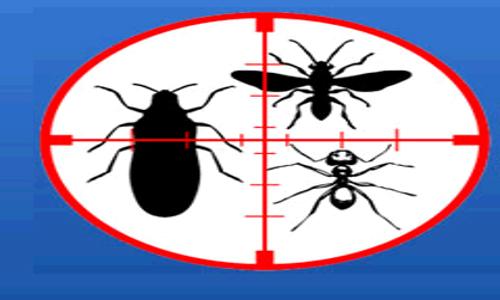 PCCS Pest Control & Cleaning Services - Pest Control in Konthanari, Calicut