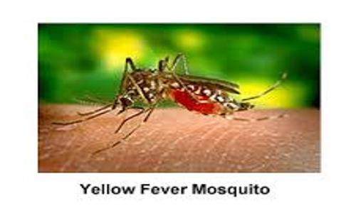 The Brothers Pest Control Management - Pest Control in Chandkheda, Ahmedabad