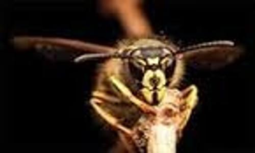 Orkin Pest Solutions Pvt. Ltd. - Pest Control in Boduppal, Hyderabad
