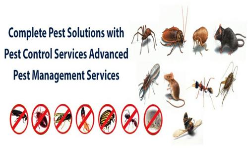 A2Z Pest Control - Pest Control in Dwarka, Delhi
