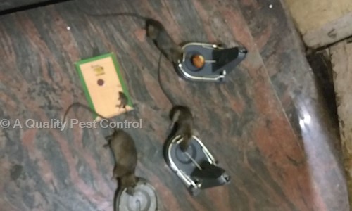 A Quality Pest Control - Pest Control in Nandini Layout, Bangalore