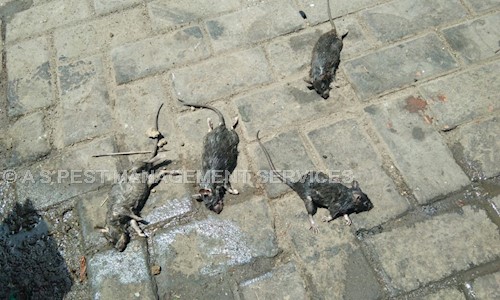 A S PEST MANAGEMENT SERVICES - Pest Control in Nizamuddin East, Delhi