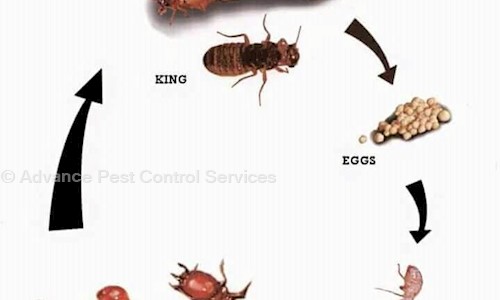 Advance Pest Control Services - Pest Control in South Dumdum, Kolkata