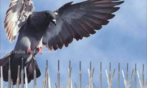 All India Pest Control - Pest Control in Adajan, Surat