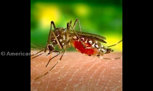 American Pest Control - Pest Control in Ramghat Road, Aligarh