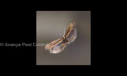 Ananya Pest Control - Pest Control in Thane West, Mumbai