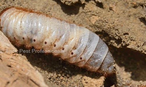 Apex Pest Professionals - Pest Control in Indirapuram, Ghaziabad