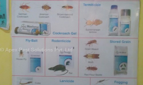 Apex Pest Solutions Pvt. Ltd. - Pest Control in Kanpur Nagar, Kanpur