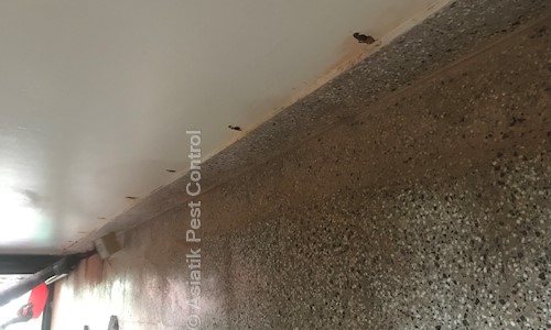 Asiatik Pest Control - Pest Control in Koorkenchery, Thrissur