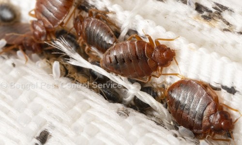 Bengal Pest Control Service - Pest Control in Manteswar, Bardhaman