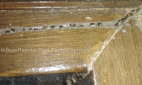Best Popular Pest Control Service - Pest Control in Naraina, Delhi