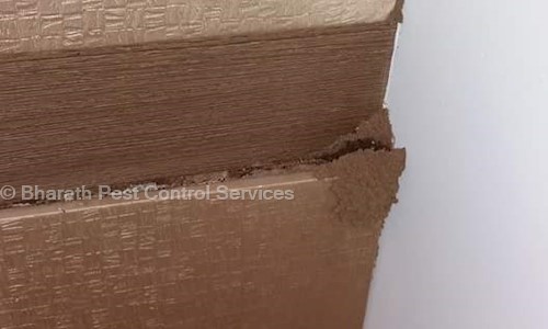 Bharath Pest Control Services - Pest Control in BTM Layout, Bangalore