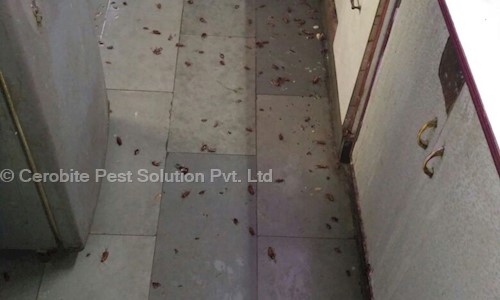 Cerobite Pest Solution Pvt. Ltd. - Pest Control in Meerut Cantt., Meerut