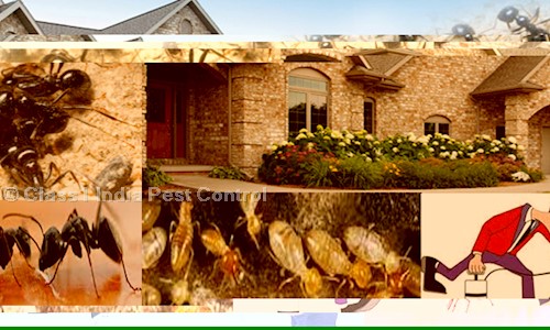 Class1 India Pest Control - Pest Control in Bommanahalli, Bangalore