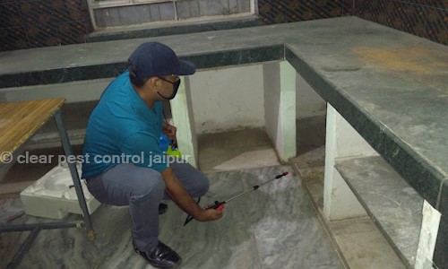 clear pest control jaipur - Pest Control in Pratap Nagar, Jaipur