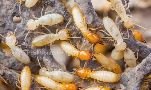 Coaster Pest Control Pvt. Ltd. - Pest Control in Azad Nagar, Kanpur